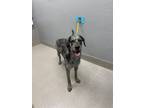 Adopt BUTTERFLY a Great Dane, Mixed Breed
