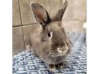 Adopt BETTY a Lionhead