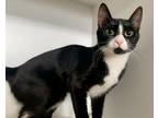 Adopt Oreo a Domestic Short Hair