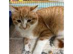 Adopt Georgie Girl (bonded with Patrick) a Domestic Short Hair