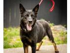 Adopt Willow a German Shepherd Dog