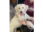 Adopt Blondie a Labrador Retriever