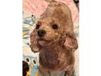 Adopt Sofia a Poodle