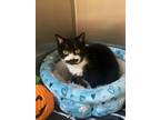 Adopt Jane a Domestic Short Hair