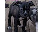 Adopt Berkeley a Australian Cattle Dog / Blue Heeler, Pit Bull Terrier