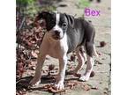 Adopt Bex a Australian Cattle Dog / Blue Heeler, Pit Bull Terrier