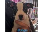 Adopt Bungie a Australian Cattle Dog / Blue Heeler, Pit Bull Terrier