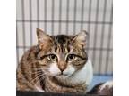 Adopt Fanny a Domestic Short Hair