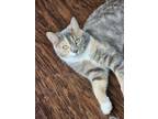 Adopt Maude a Domestic Short Hair