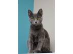 Adopt Olive a Russian Blue, Domestic Short Hair