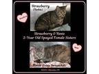 Adopt Strawberry & Rosie (Spayed) a Torbie, Dilute Tortoiseshell