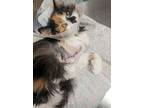 Adopt Noemi a Domestic Long Hair