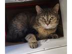 Adopt Raya a Domestic Short Hair