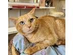 Adopt Karlach a Domestic Short Hair