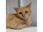 Adopt Karlach a Domestic Short Hair