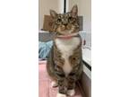 Adopt Sammy a Domestic Short Hair