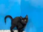 Adopt Tinsel a Domestic Short Hair