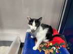 Adopt Winter a Domestic Short Hair