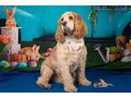 Adopt Molly a Cocker Spaniel