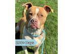 Adopt Dahlia a Pit Bull Terrier, Boxer