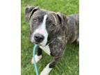 Adopt Mertle a Pit Bull Terrier