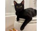 Adopt Jetta- In Foster a Domestic Short Hair