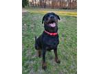 Adopt Candace A419830 FosterHome a Rottweiler