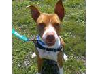 Adopt Teefers a Pit Bull Terrier, Mixed Breed