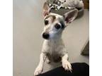 Adopt Alexis a Rat Terrier, Mixed Breed