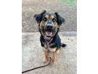 Adopt Luna a German Shepherd Dog