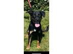 Adopt Maci a Doberman Pinscher