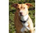 Adopt Addy a Mixed Breed