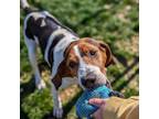 Adopt Holly a Treeing Walker Coonhound