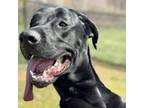 Adopt Harley Quinn a Great Dane, Mastiff