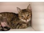 Adopt Ivy a Domestic Short Hair