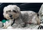 Adopt Tilly a Yorkshire Terrier