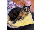 Adopt Brownie a Domestic Short Hair