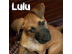 Adopt Lulu a Labrador Retriever, Shepherd