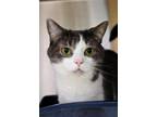 Adopt Lilly a Domestic Short Hair