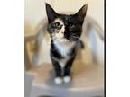 Adopt Mimosa a Domestic Short Hair