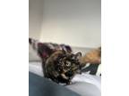 Adopt Banshee a Domestic Short Hair