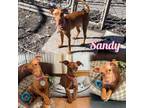 Adopt Sandy a Miniature Pinscher