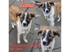 Adopt Zuma a Maremma Sheepdog