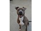 Adopt Tullamore 52223 a American Staffordshire Terrier, Mixed Breed