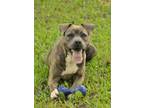 Adopt Tullamore 52223 a American Staffordshire Terrier, Mixed Breed