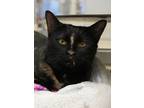 Adopt O`Douls 52302 a Domestic Short Hair