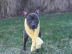 Adopt JUBILEE a American Staffordshire Terrier, Mixed Breed