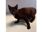 Adopt Paprika a Domestic Short Hair