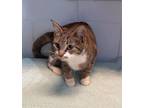 Adopt Hazelnut a Domestic Short Hair