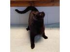 Adopt Candy a Domestic Short Hair